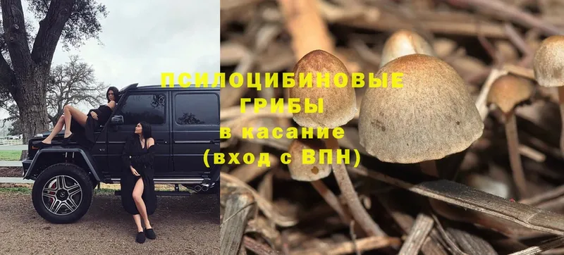 Псилоцибиновые грибы Psilocybe  Дмитровск 